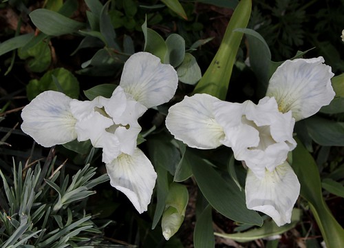 Iris nains horticoles 2012-2015 8666693222_4f9f37dcb4