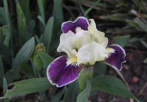 Iris nains horticoles 2012-2015 8666694786_6eb24af806