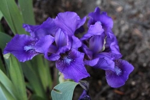 Iris - floraisons 2011 8666729380_9c057b562e