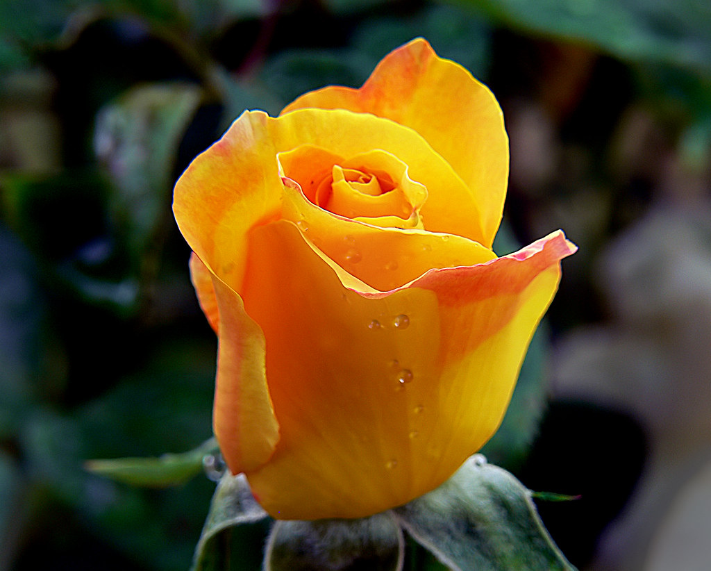 Golde Yellow Roses Gold medal. | The deep golden yellow blooms are flushed with… | Flickr