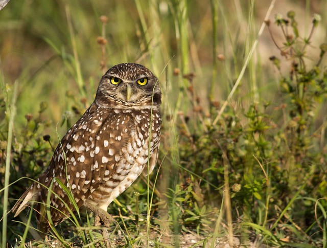 Got My Eyes On You - Burrowing Owl