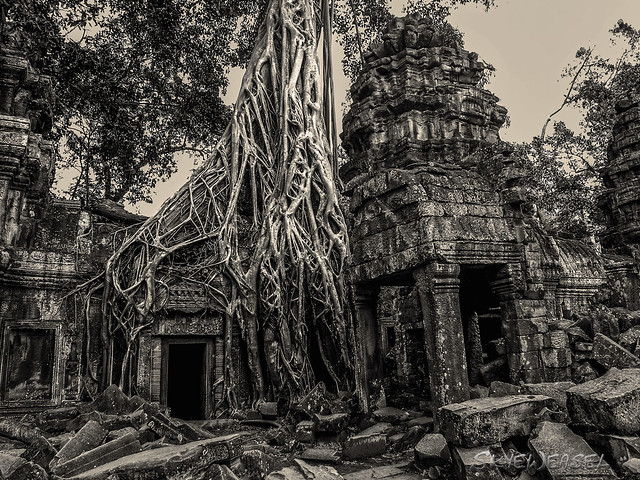 Roots at Ta Prohm temple, Cambodia