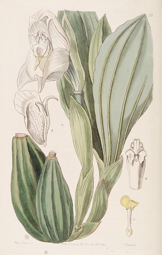 n182_w1150 | Edwards's botanical register.. London :James Ri… | Flickr