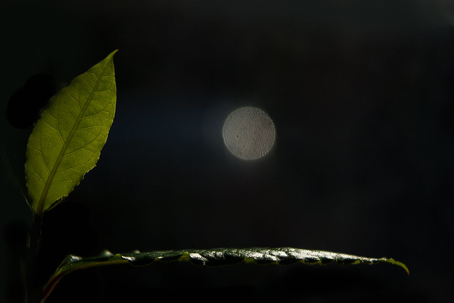 Moonlight Bay Leaf