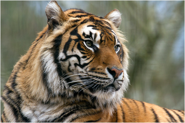 The real King of the Jungle - Welsh Mountain Zoo, Colwyn Bay