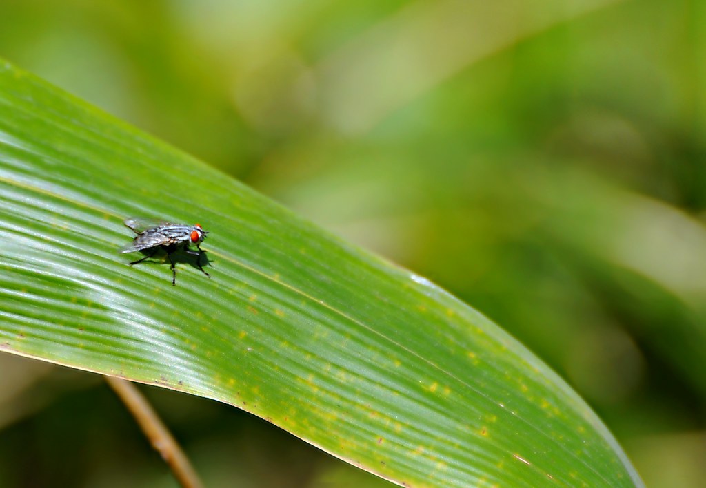 Moon Fly Insect Insects Bing Images Insect Could Threaten California Orange Groves