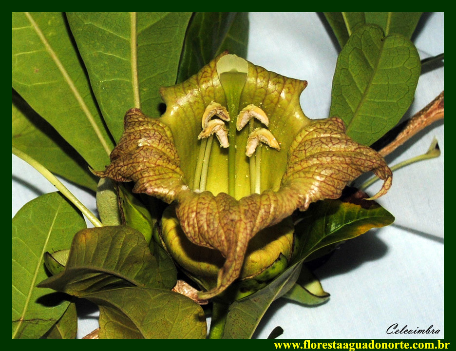 Cuia Bignoniaceae Crescentia cujete cuité coité cabaceira … | Flickr