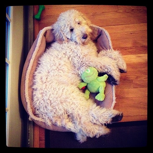 Someone still loves his puppy bed. | Jim Storer | Flickr