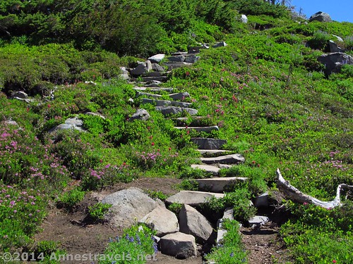 Stairway through the meadows of Spray Park, Mount Rainier National Park, Washington