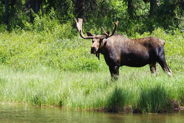 IMGP4753 Moose, Piney River, August 2013
