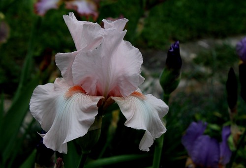 Iris rose - Lilou [identification en cours] 8665575616_7412fe7cd8