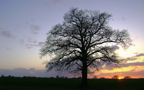 sunset field landscape oak fields essex loneoaktree week18theme