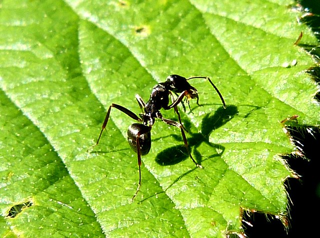 black garden Ant - Lasius niger