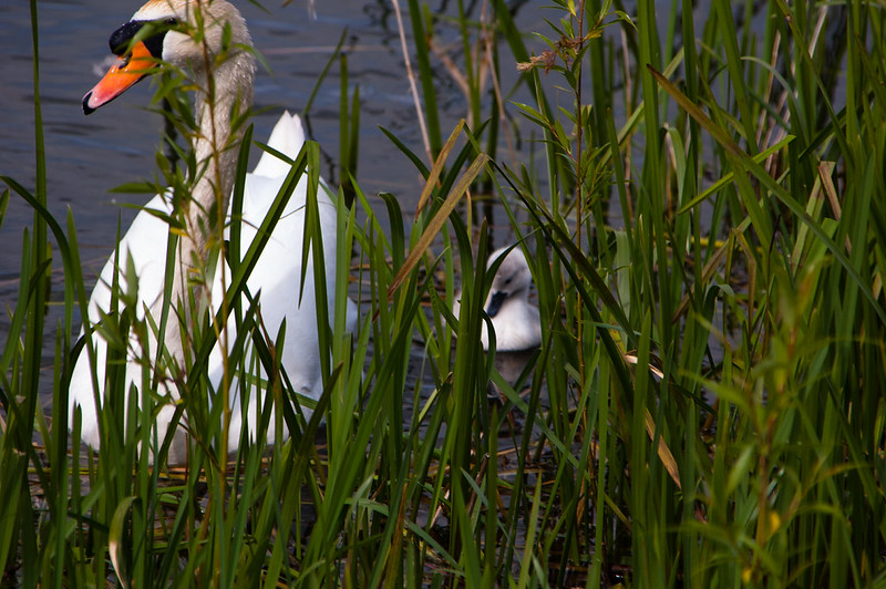 Swan and cygnet, Pool Hall