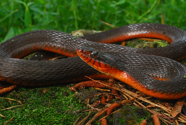 Red-bellied Water Snake (Nerodia e. erythrogaster)