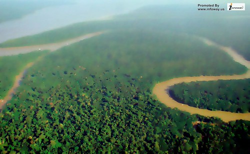 Amazon rainforest wallpaper | by Infoway LLC - Website Development Company