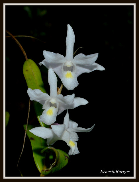 Dendrobium crumenatum