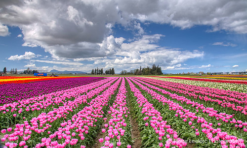 Tulip festival in Mount Vernon, Washington | Online gallerie… | Flickr