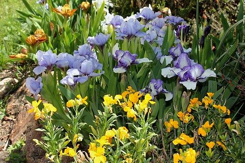 Iris nains horticoles 2012-2015 - Page 2 8665595121_7f11116e35