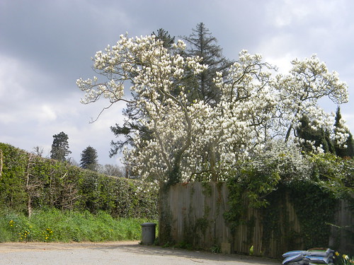 White blossom Hurst Green to Wetherham