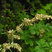 Flickr photo 'Artemisia vulgaris - pujo' by: pihlaviita.