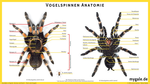 Vogelspinnen Anatomie - klein | by mygale.de