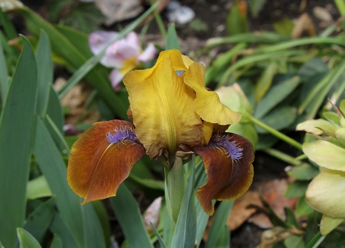 Iris nains horticoles 2012-2015 8665606853_5945eb3e79