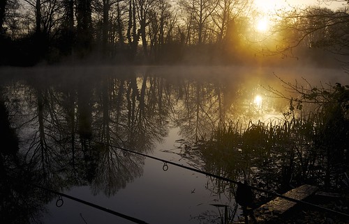 trees mist reflection water sunrise dawn fishing