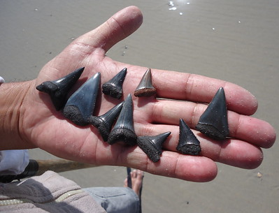 Shark teeth found along the shoreline in the palm of an adult hand for measure.