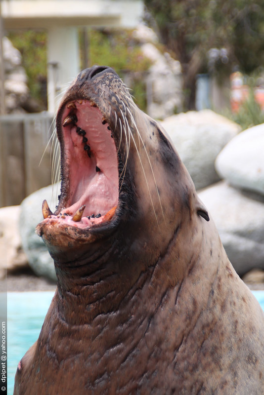 Steller Sea Lion - Sea Lion Species of Alaska - Alaska Handbook