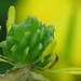 Flickr photo 'Bulbous Buttercup, Ranunculus bulbosus achenes' by: Jamie McMillan.
