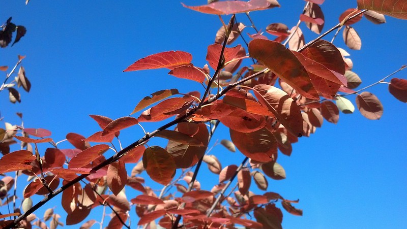 Morning Glory: Amelanchier/Serviceberry 'Autumn Brilliance' leaves peak in my urban backyard native plant garden/habitat