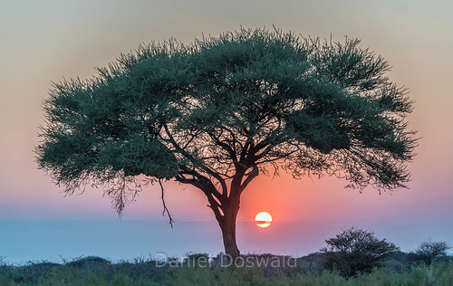 sunrise tree etosha namibia