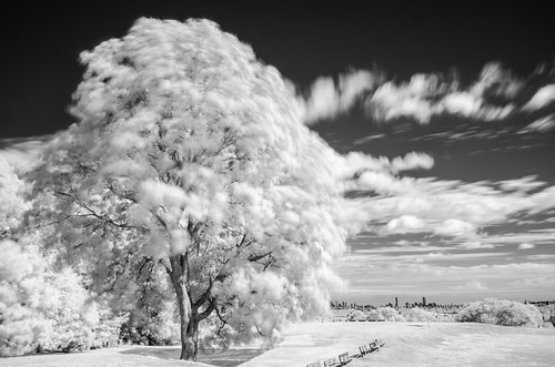 bw ir tree tripod infrared monochrome r72 blackandwhite outdoor arlington arligtonheights robbinsfarmpark clouds