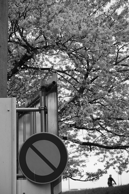 Sakura prohibited