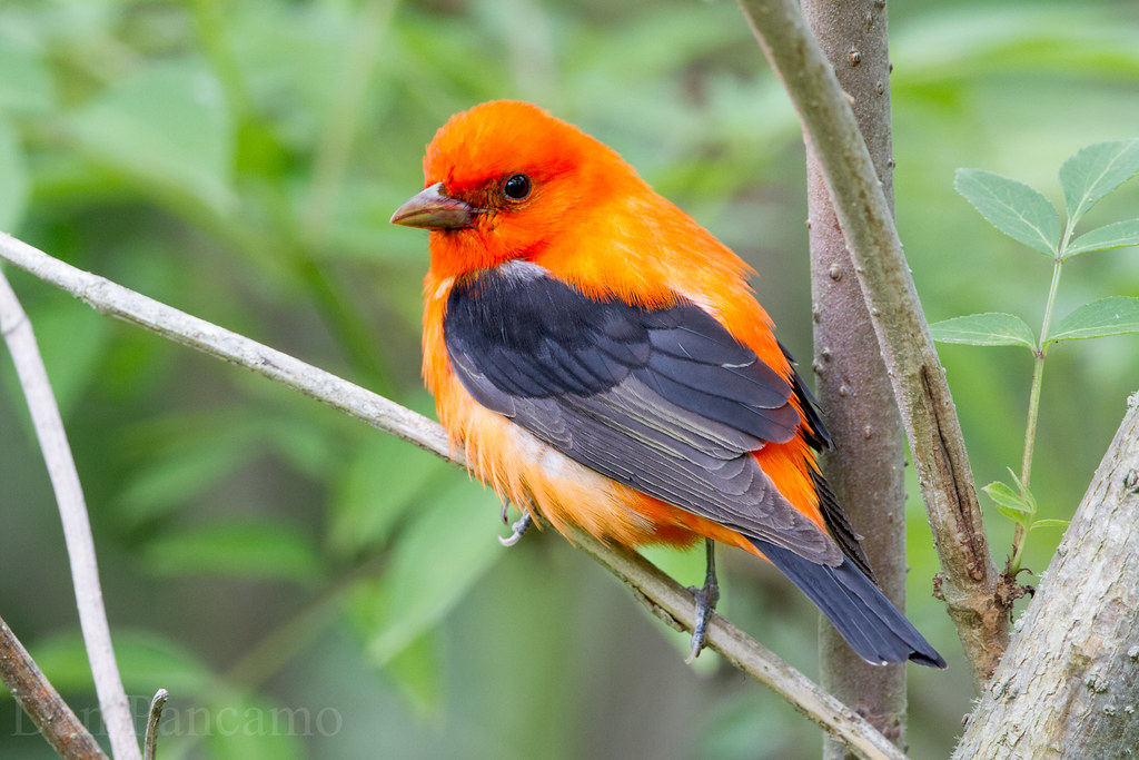 Scarlet Tanager  Black Bird With Orange Wings