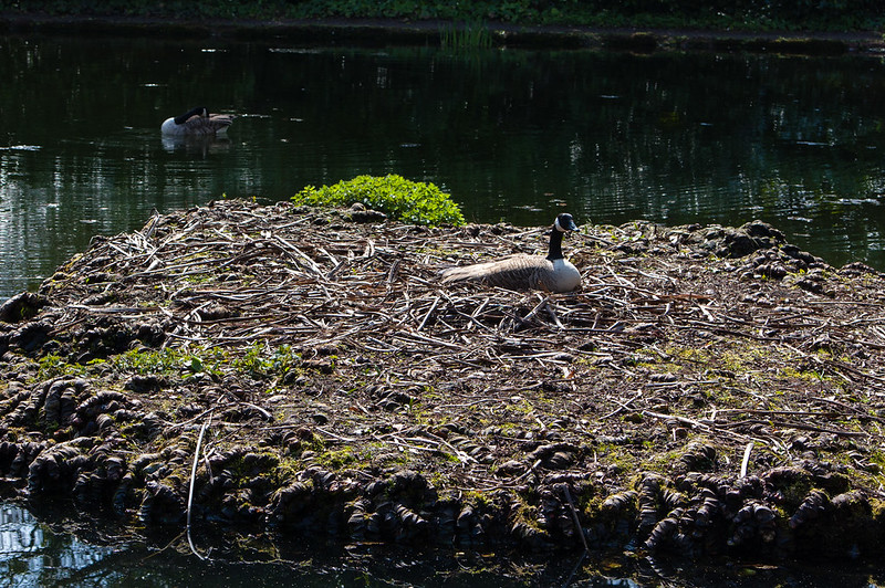 Canada goose on the nest