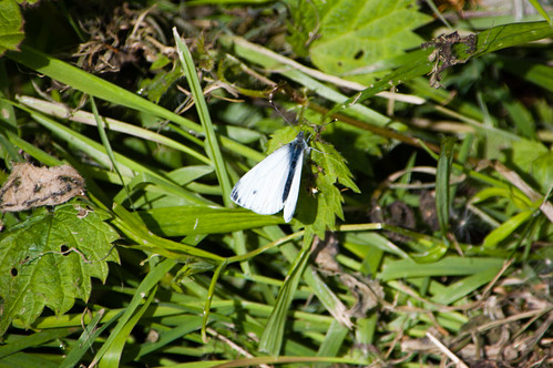 Female orange tip butterfly