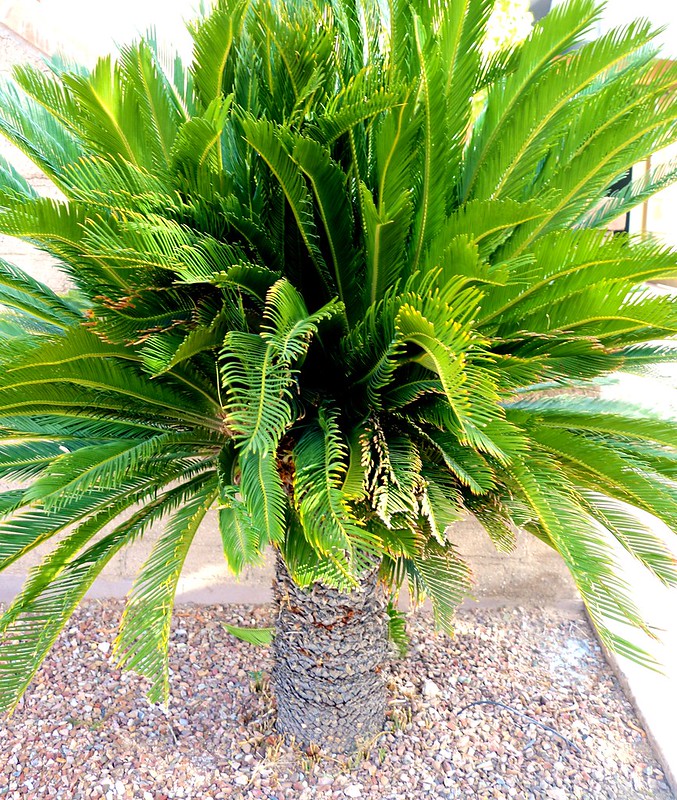 Sago Palm Is Not A Palm <<>> This Living Fossil Is Related to Conifer and Ginko Trees
