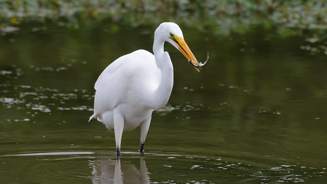 Great Egret by Steve Gifford