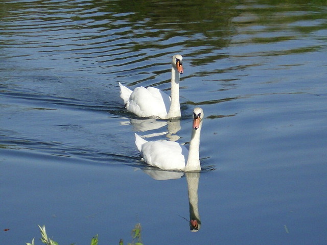 DSCI0003 Mute Swans, River Cam, August 2009