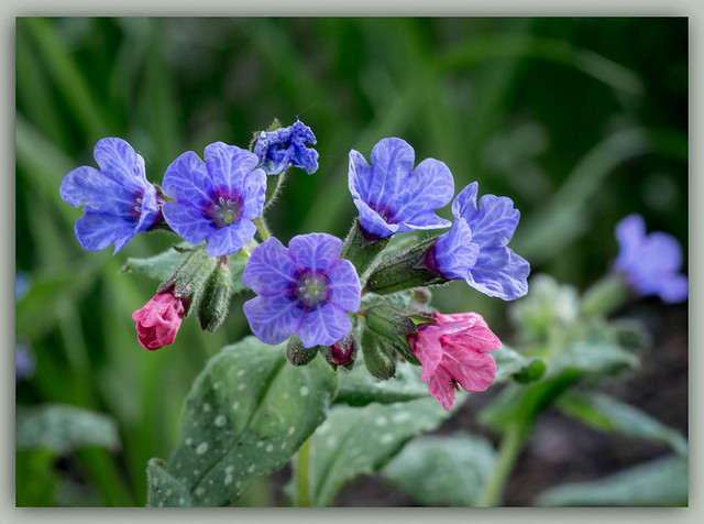 My Lungwort (Pulmonaria) is blooming,,,, spring has really arrived!!