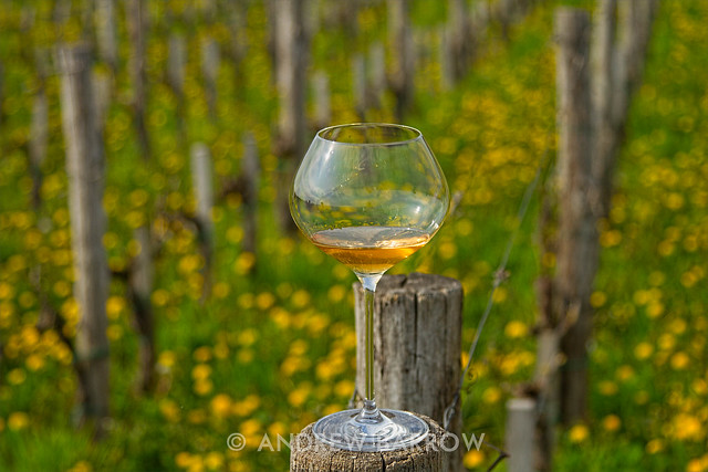 Batic Estate Orange Wine, In The Vineyard