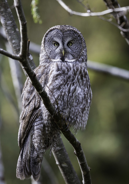 Great Gray Owl (602_0234-1)