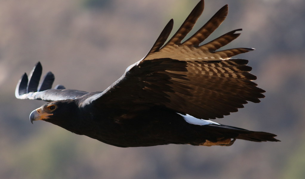 Verreaux's Eagle (Black Eagle), Aquila verreauxii, at Walt… | Flickr