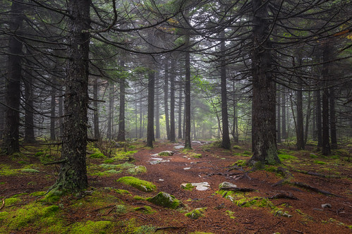 appalachia spruceknob westvirginia branches day fog foggy forest green lush mist morning moss nature outdoors pine rectangle spruce thick trees verdent woods riverton unitedstates us