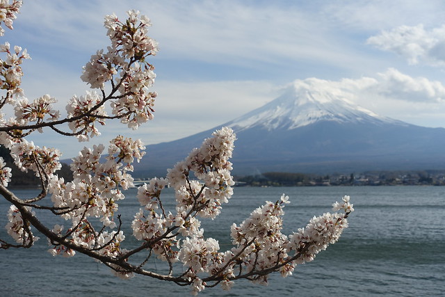 Mount Fuji & sakura, Lake Kawaguchiko