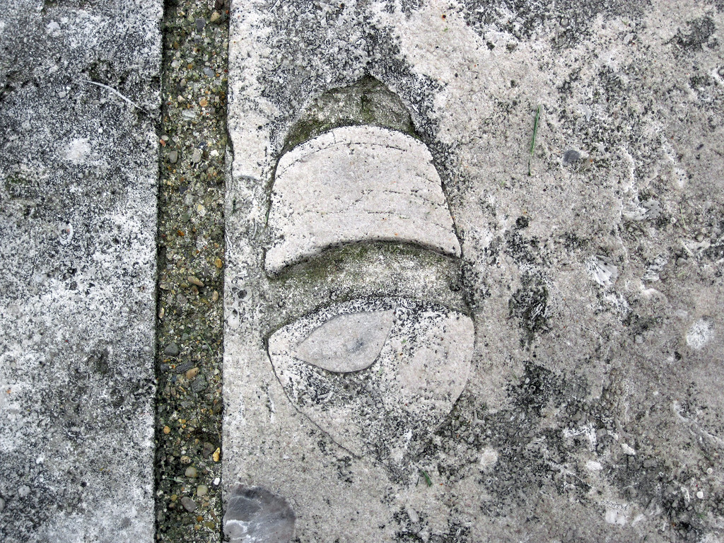 Fossiliferous limestone (Columbus Limestone, Middle Devoni… | Flickr