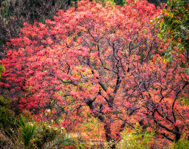 Colourful tree Margalla Hill Pakistan