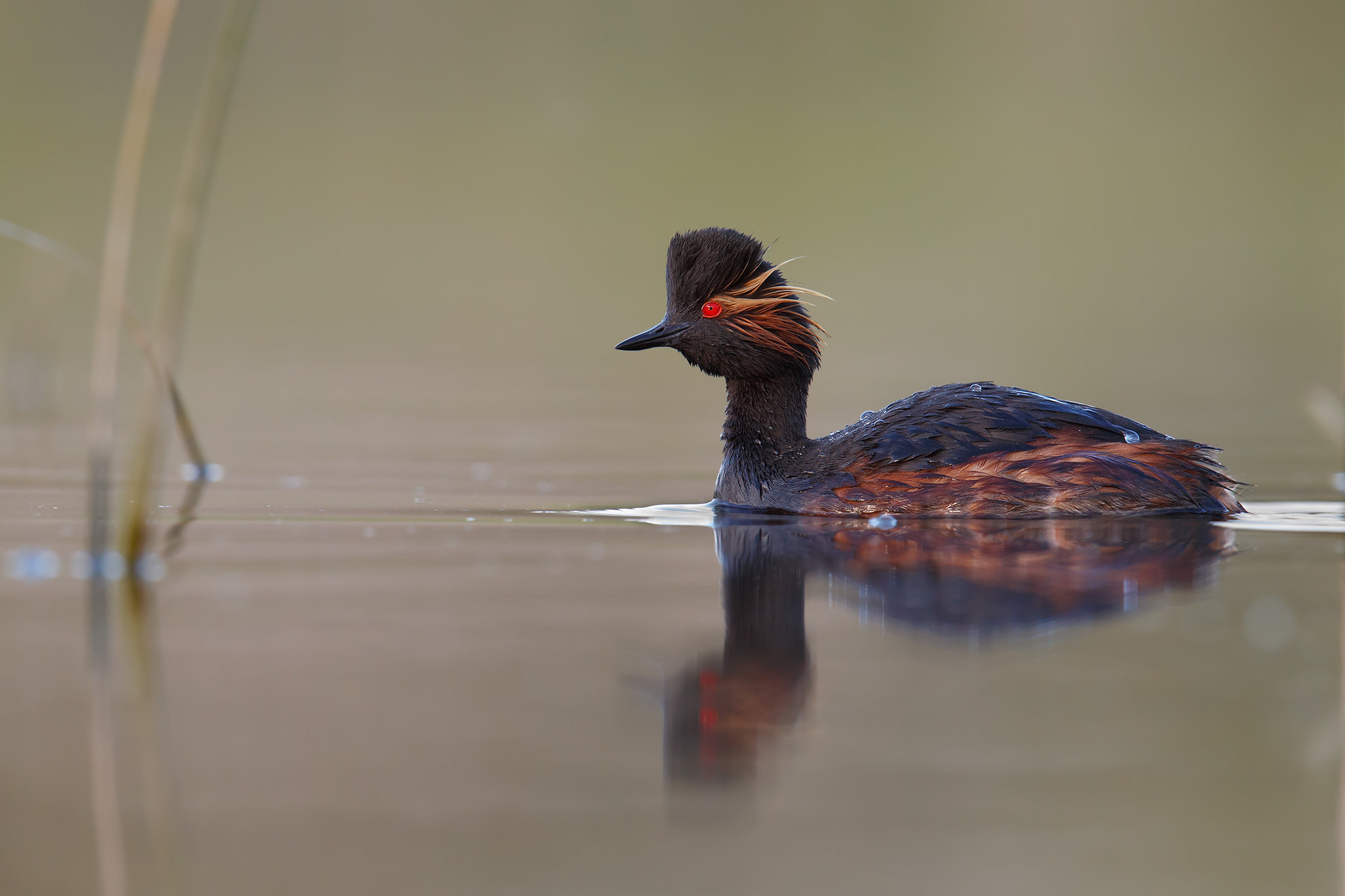 Podiceps nigricollis | Black-necked Grebe | svarthalsad dopping